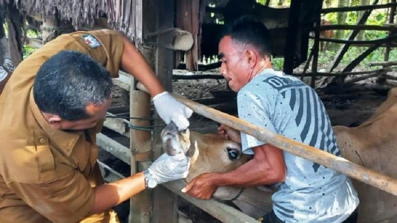 Gerung Lombok Barat Zona Merah PMK, 970 Ekor Ternak Terinfeksi
