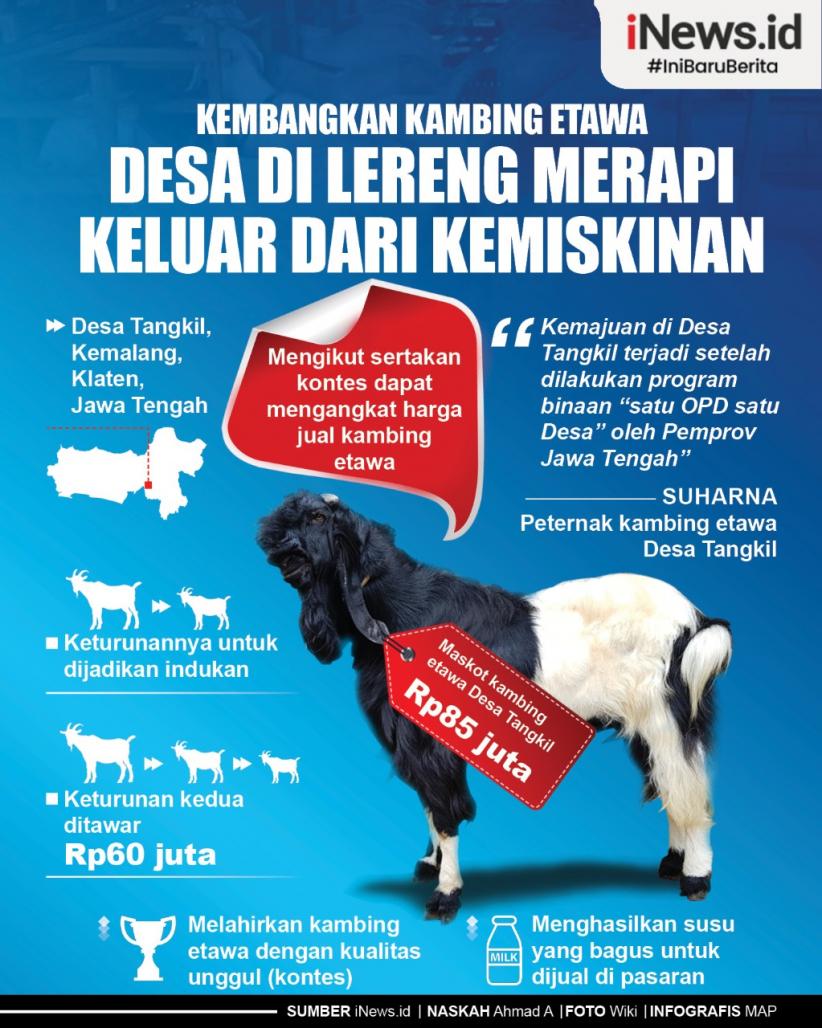 Infografis Kembangkan Kambing Etawa, Desa di Lereng Merapi Ini Berhasil Keluar dari Kemiskinan