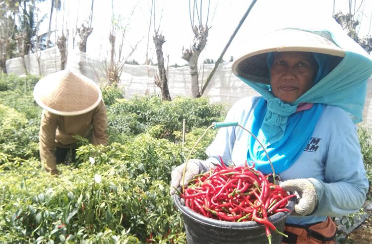 Sehari, Transaksi Cabai Merah Keriting di Pesisir Kulonprogo Tembus Satu Miliar