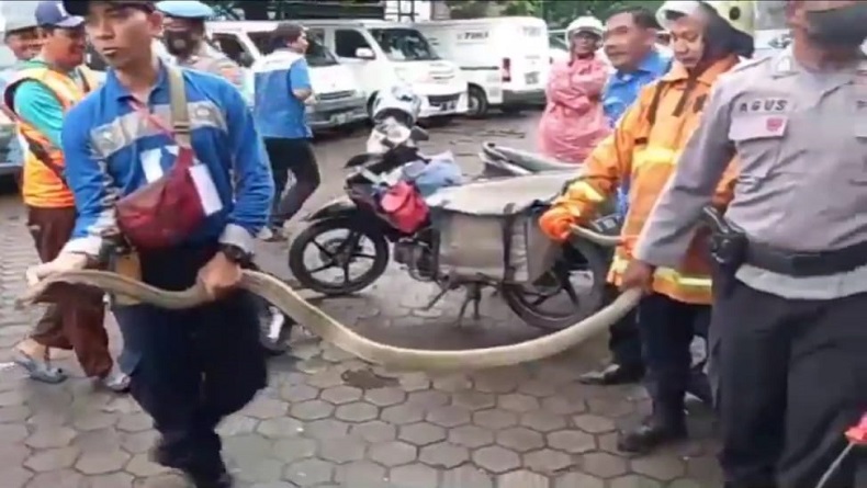 Ngeri, Ular King Kobra 4 Meter Keluar dari Paket di Kantor Ekspedisi Cirebon, Karyawan Panik