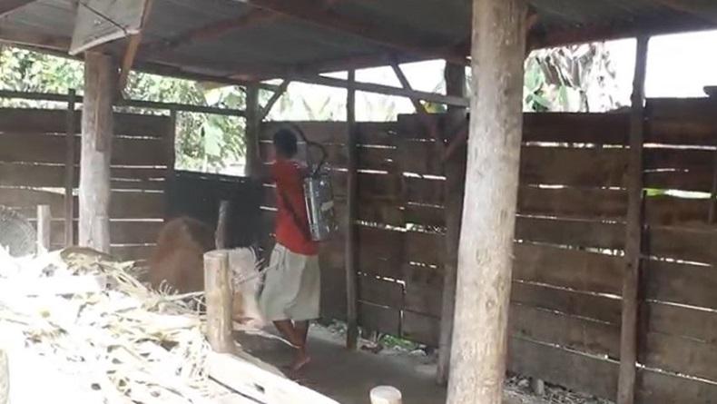 Dampak Wabah PMK, Harga Sapi di Blora Terjun Bebas