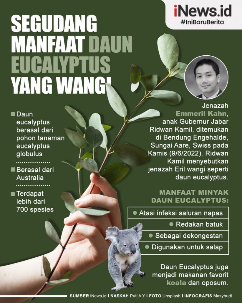 Infografis Segudang Manfaat Daun Eucalyptus yang Wangi