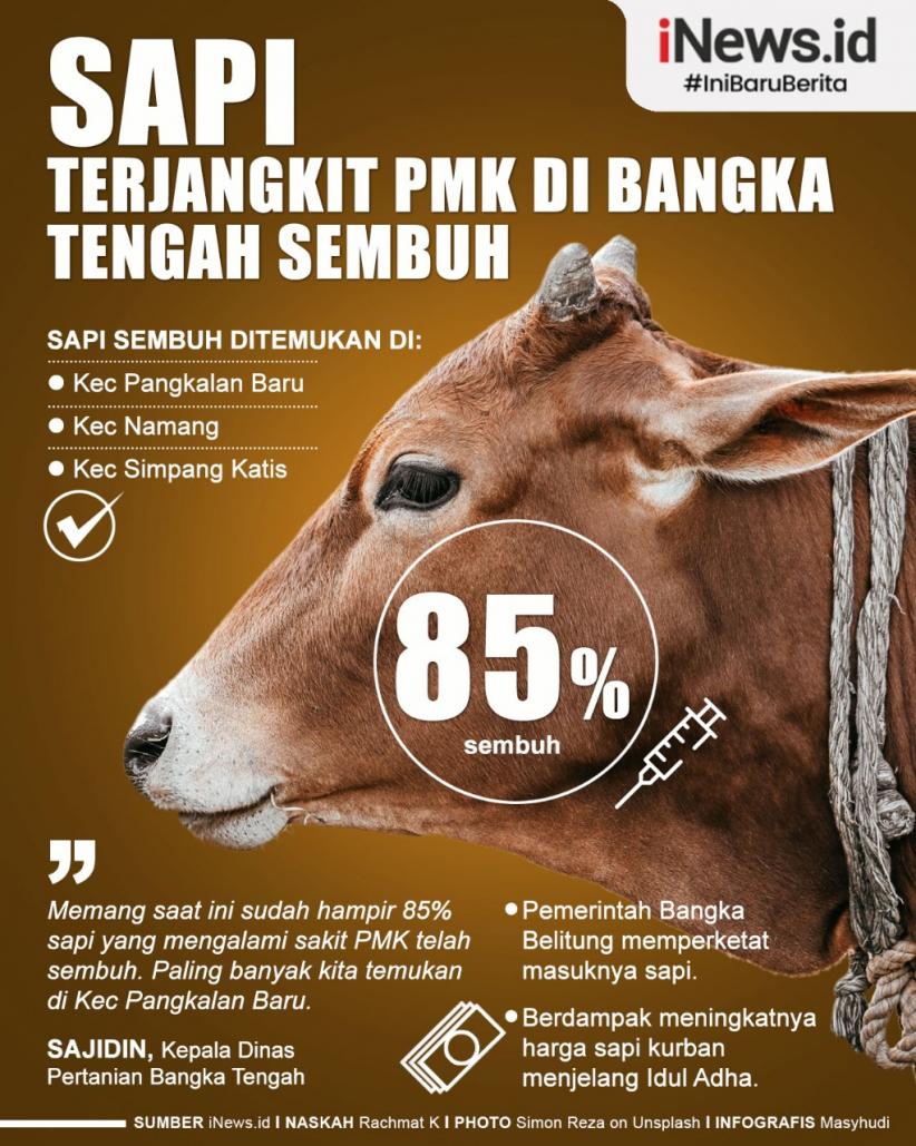 Infografis Sapi terjangkit PMK di Bangka Tengah Sembuh