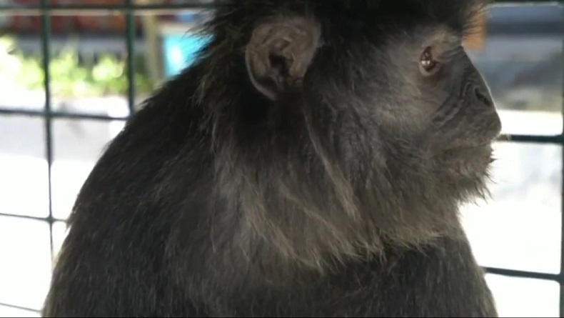 Lutung Jawa Berkeliaran di Permukiman Penduduk Diselamatkan Petugas Damkar Ciamis