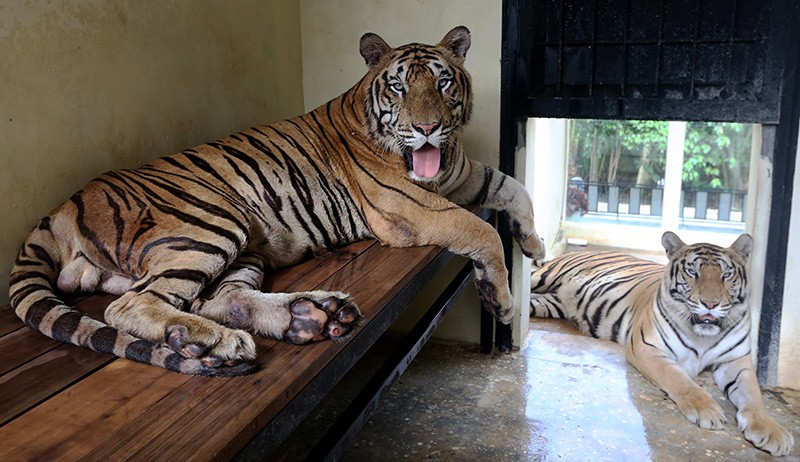 Jaga Kelestarian Satwa Langka, Sumbar Bentuk 3 Wilayah Ramah Harimau