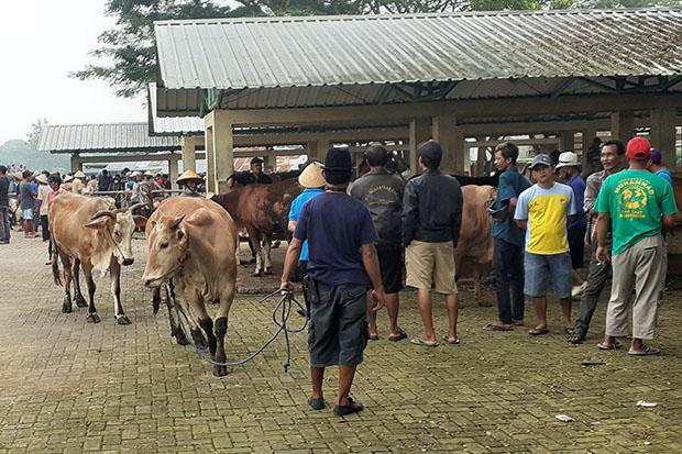 40 Kelurahan di Gunungkidul Terserang PMK, Begini Antisipasi Dinas Peternakan