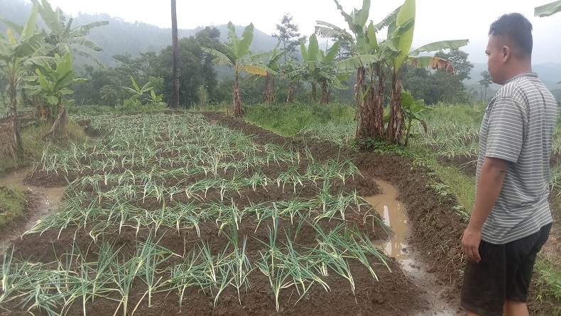Harga Sayuran Mahal, Petani di Semarang Jaga Tanaman dari Aksi Pencurian