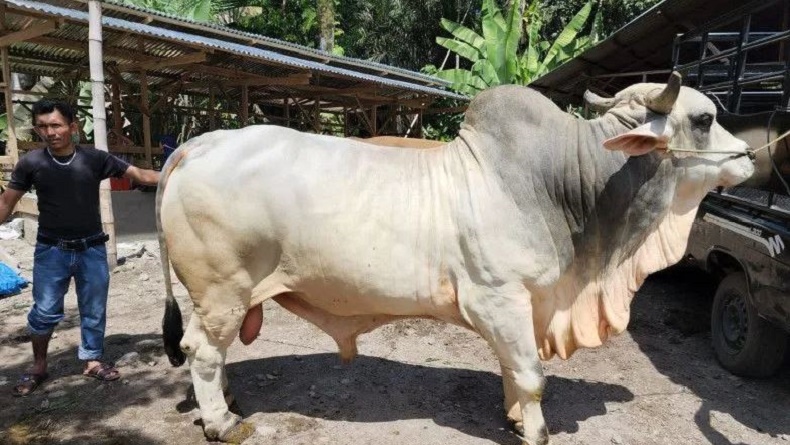 Sapi Kurban Presiden Jokowi di Bengkulu Beratnya 803 Kg