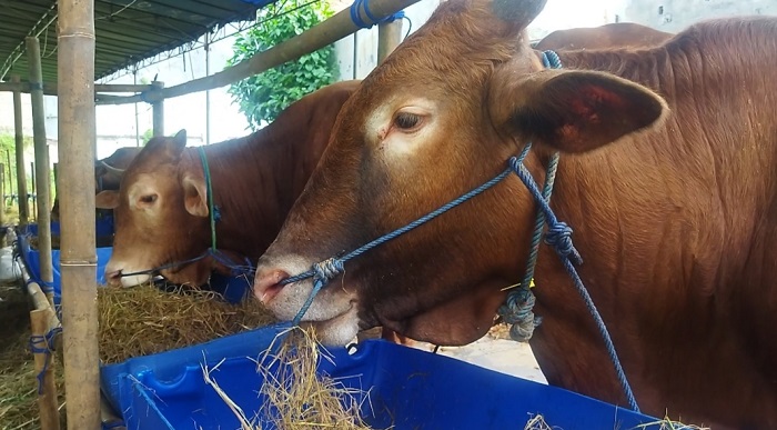  Antisipasi PMK, Warga Diimbau Beli Sapi yang Dilengkapi SKKH