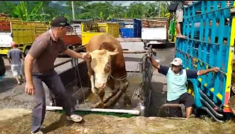  Fantastis, Sapi Jumbo di Banjarnegara Seharga Mobil