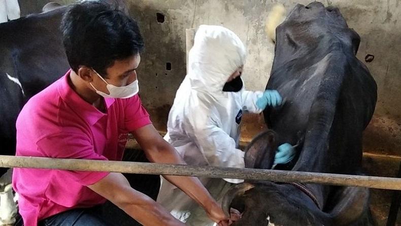 Vaksinasi PMK Mulai Sasar Ternak di Kudus, Ini Imbauan untuk Peternak