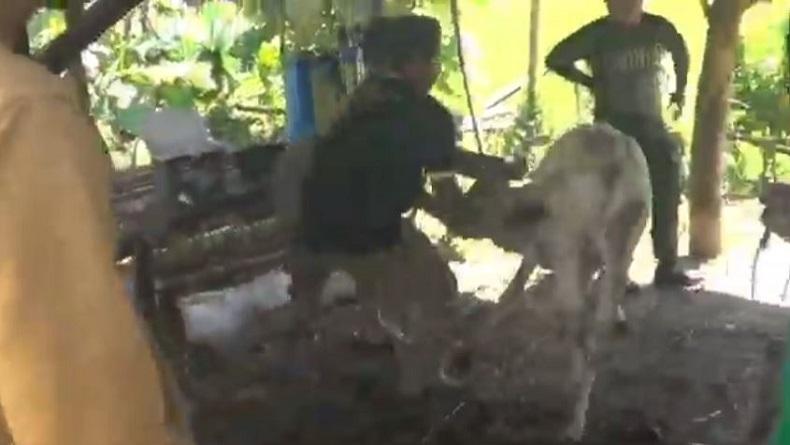 Vaksinasi PMK di Tegal, Begini Cara Petugas Kesehatan Hewan agar Ternak Tidak Berontak
