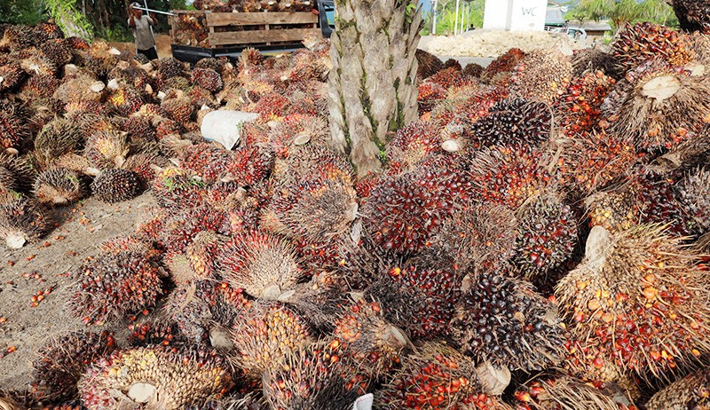 Pria Gondrong di Tapsel Nekat Curi Buah Sawit Perusahaan, Santai saat Terpergok Petugas