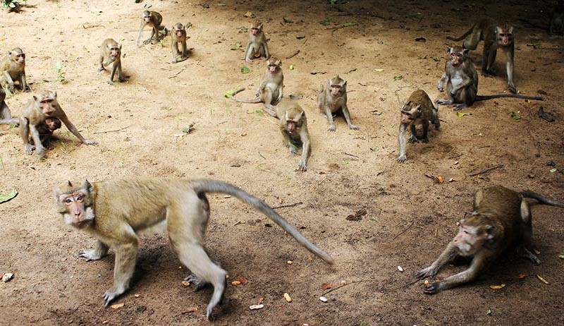 Wisata Hutan Kera Nepa di Sampang yang Dihuni 500 Monyet Ekor Panjang - Bagian 1