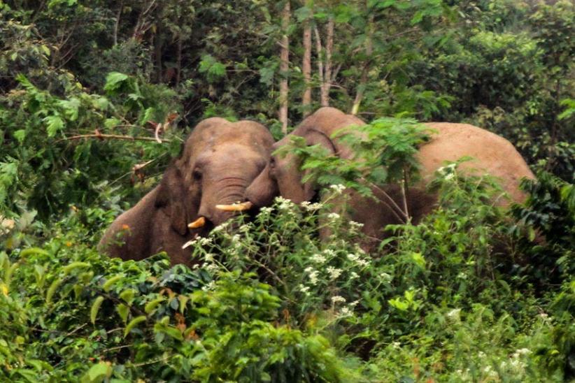 Kawanan Gajah Liar Memasuki Perkebunan Kopi di Aceh Utara - Bagian 1