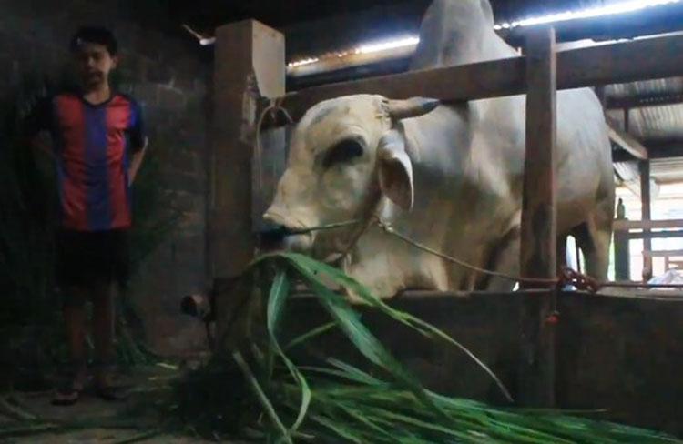 Sapi Abimanyu Milik Anak Yatim di Sleman, Terpilih Jadi Hewan Kurban Presiden Jokowi  