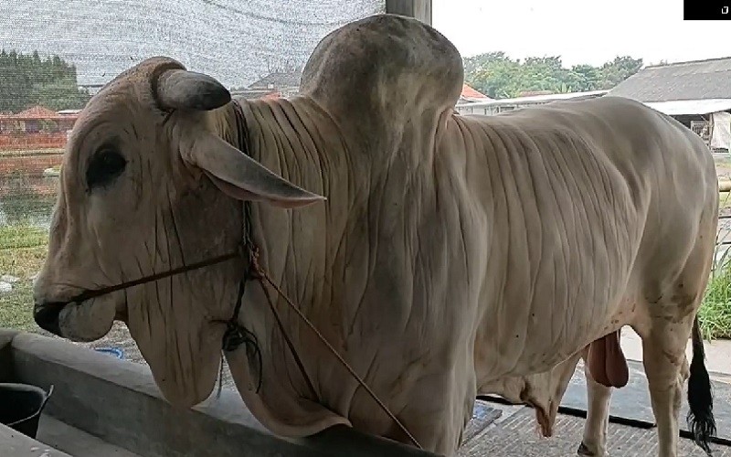 Jokowi Pesan Sapi Sultan di Cilegon, Bobot 1,1 Ton Harga Rp112 Juta
