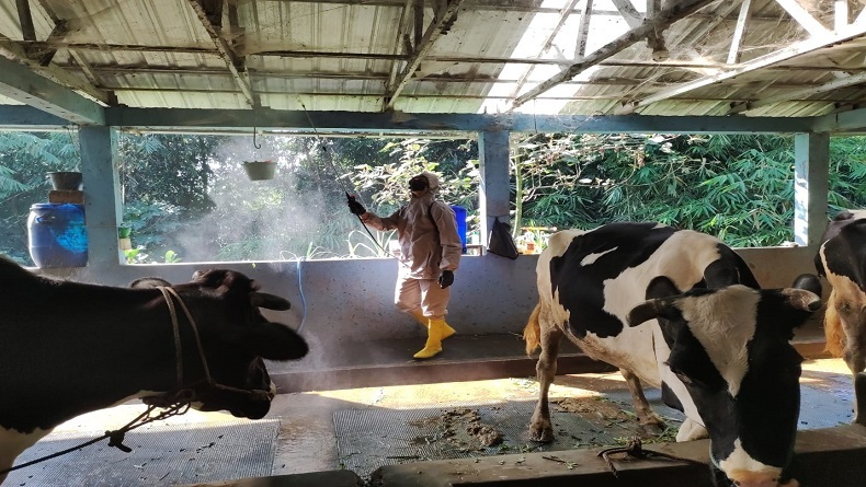 Cegah Penyebaran PMK, Kandang Ternak di Salatiga Disemprot Disinfektan