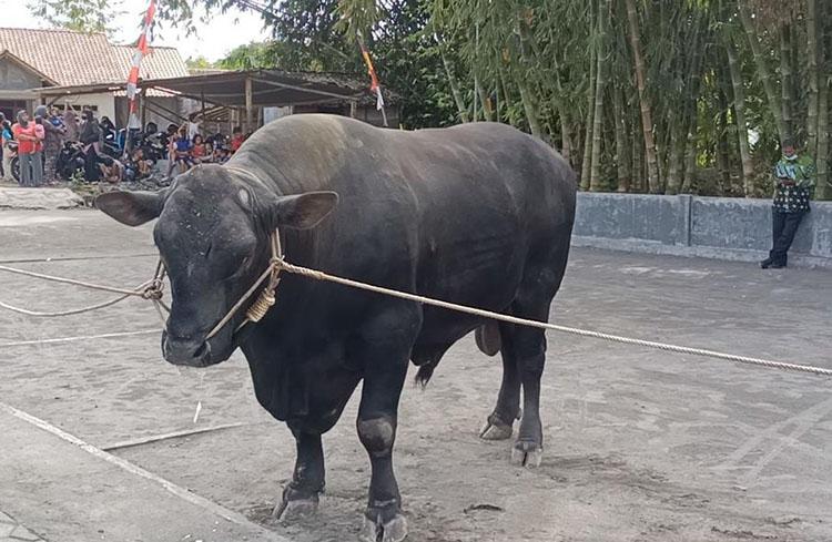 Sapi Kurban Presiden Jokowi Diserahkan ke Takmir Masjid Al Fatah Cangkringan Sleman
