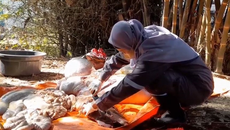 Petugas Cek Penyembelihan Hewan Kurban di Blora, Begini Hasilnya