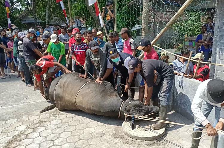 Warga Randusari Sleman Kewalahan Sembelih Sapi Kurban Presiden Jokowi