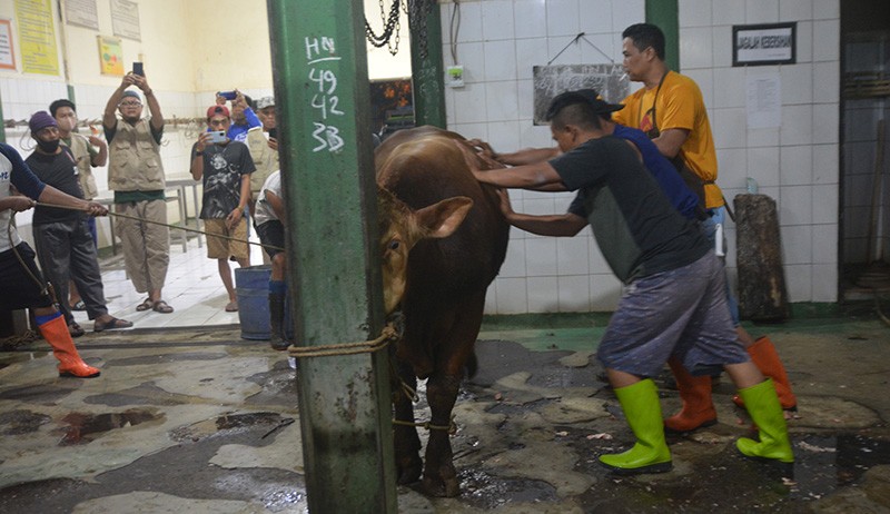 Potret Tukang Jagal Hewan Kurban di Tengah Wabah PMK - Bagian 1