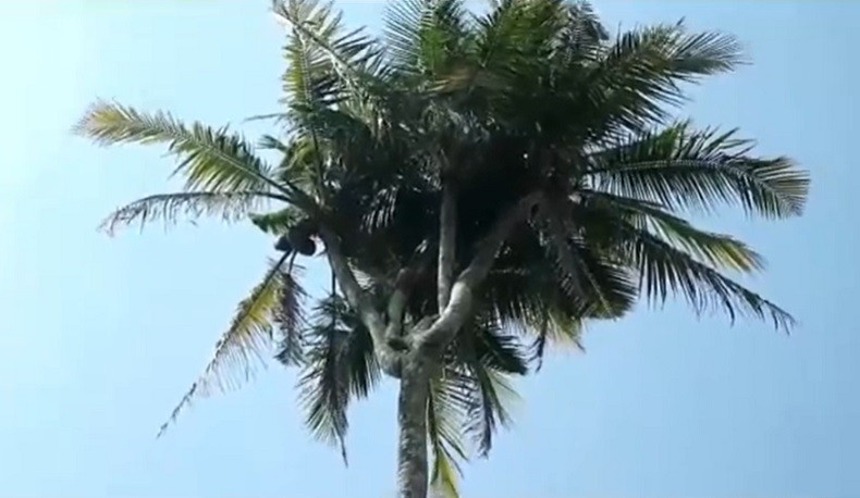 Unik Pohon Kelapa Bercabang 4, Buahnya Jadi Rebutan Warga