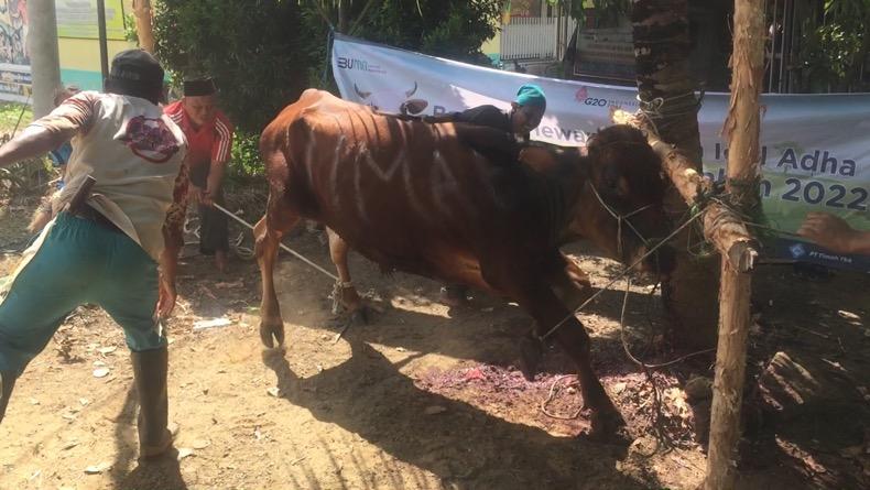 Idul Adha 1443 Hijriah, PWI Babel Sembelih 8 Hewan Kurban