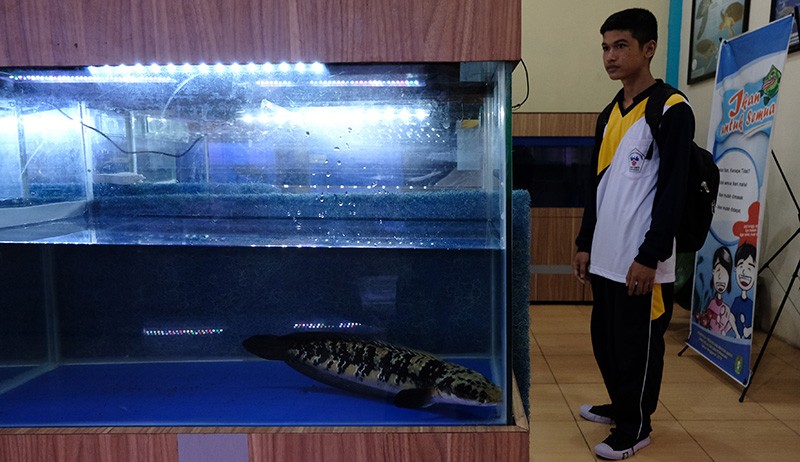 Pameran Ragam Jenis Ikan Predator yang Hidup di Air Tawar - Bagian 3