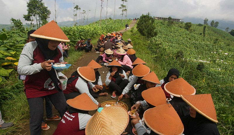 Tradisi Wiwitan Panen Raya Tembakau di Lereng Gunung Prau Temanggung - Bagian 2