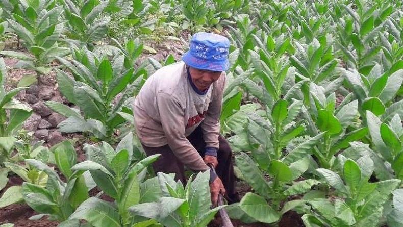 Petani di Temanggung Diminta Pertahankan Kemurnian Tembakau Varietas Kemloko