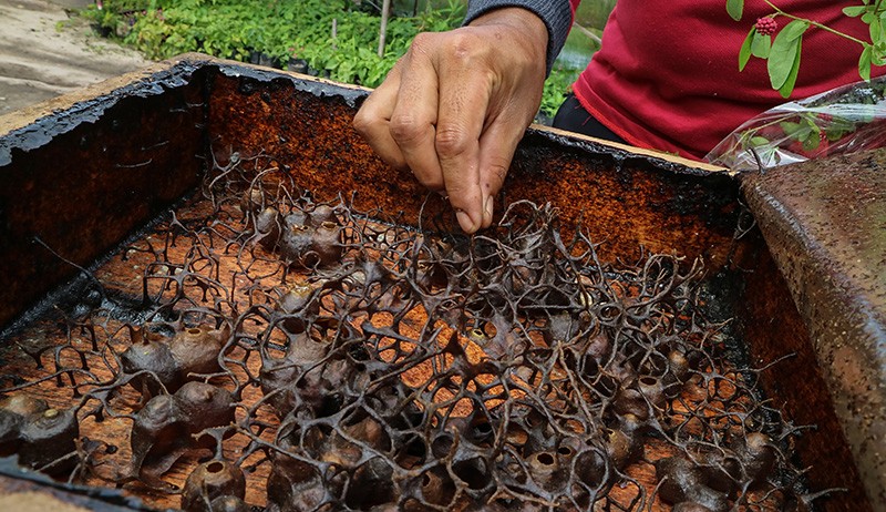 Sekolah Alam Ini Mampu Hasilkan 40 Liter Madu Kelulut - Bagian 1