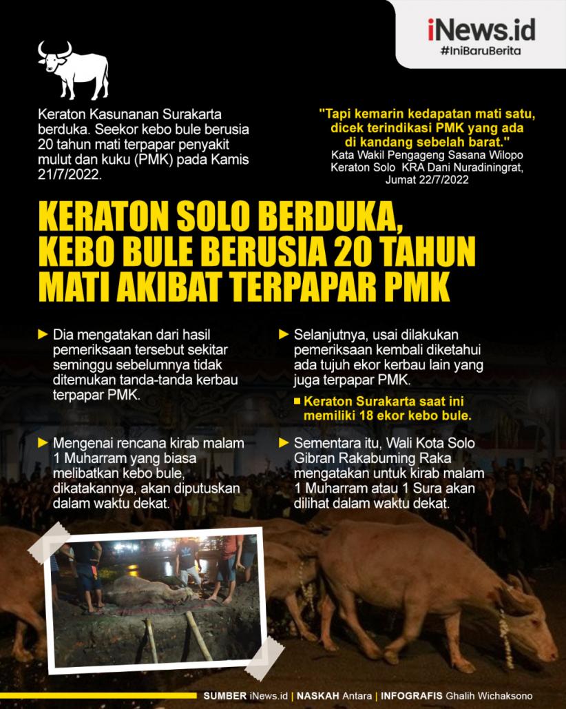 Infografis Kebo Bule Keraton Solo Mati akibat Terpapar PMK