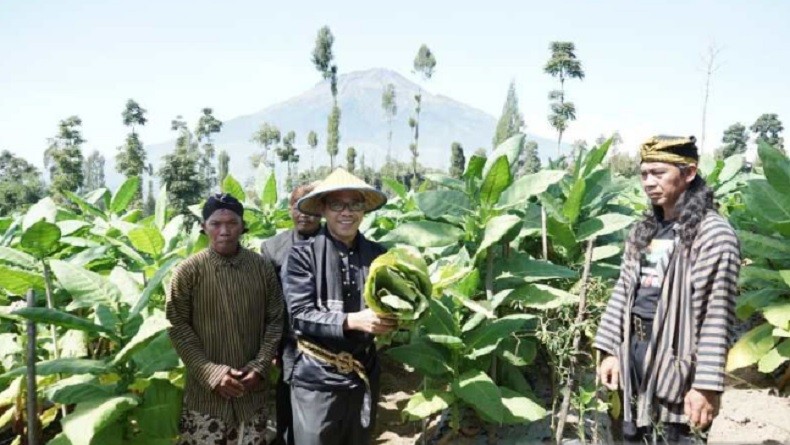 Tradisi Wiwit Tembakau Warga Lereng Gunung Sindoro, Ritual Adat Jawa