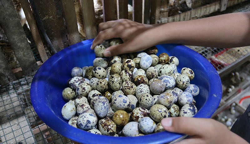 Budi Daya Burung Puyuh, Sehari Produksi 750 - 950 Telur - Bagian 2