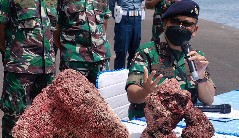 Penampakan Terumbu Karang Merah Senilai Rp2,5 M Hasil Selundupan Diamankan TNI AL - Bagian 2
