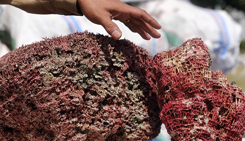 Penampakan Terumbu Karang Merah Senilai Rp2,5 M Hasil Selundupan Diamankan TNI AL - Bagian 1
