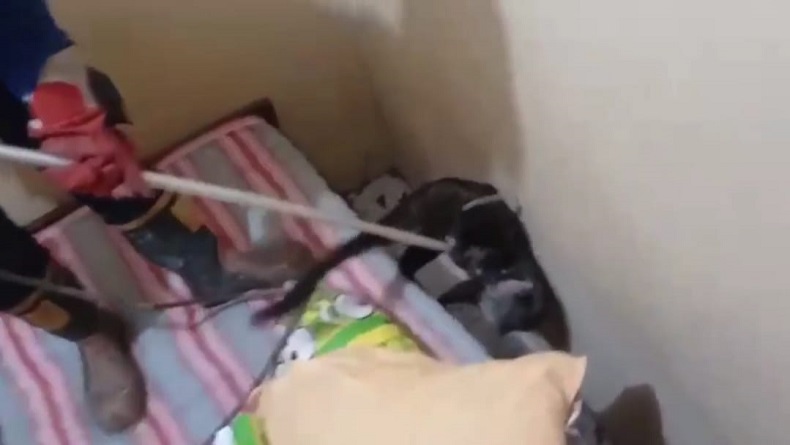 Musang Pandan Acak-acak Isi Rumah di Katapang Bandung, Warga Ketakutan