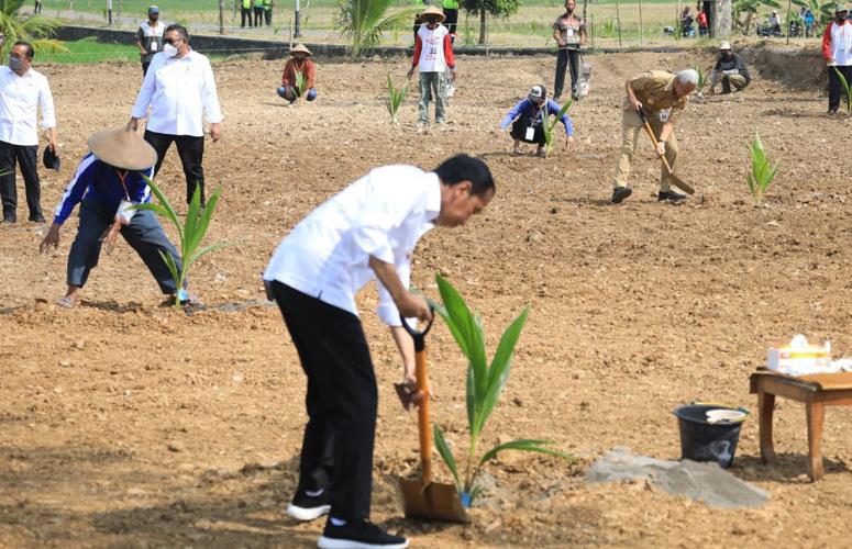 Warga Boyolali Senang Dapat Bibit Kelapa Genjah: Terima Kasih Pak Jokowi dan Pak Ganjar