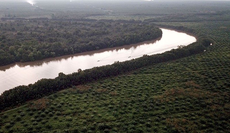 Penampakan dari Udara Hutan Mangrove Beralih Fungsi Menjadi Perkebunan Sawit - Bagian 3