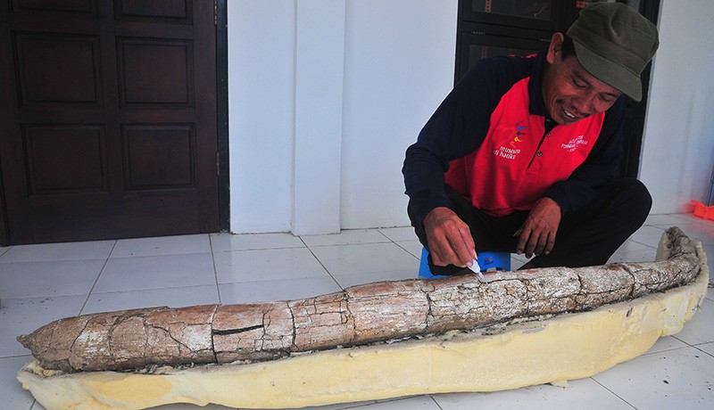 Penampakan Gading Gajah Purba, Diperkirakan Hidup Zaman Pleistosen 10.000 Tahun Lalu - Bagian 2