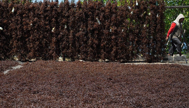 Rumput Laut Diserang Hama Kutu Putih, Petani Kolaka Merugi - Bagian 1