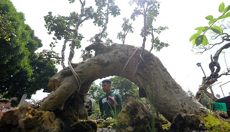 Kontes Bonsai Tingkatkan Ekonomi Kreatif dan Pariwisata Salatiga - Bagian 1