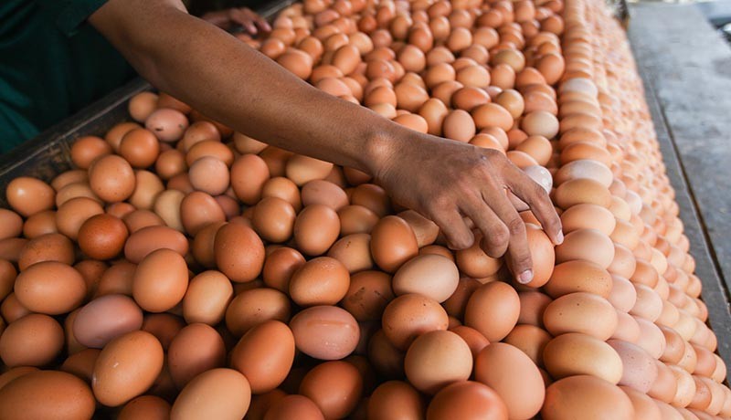 Punya 13.501 Ton, Stok Telur di Lampung Aman hingga Akhir Tahun