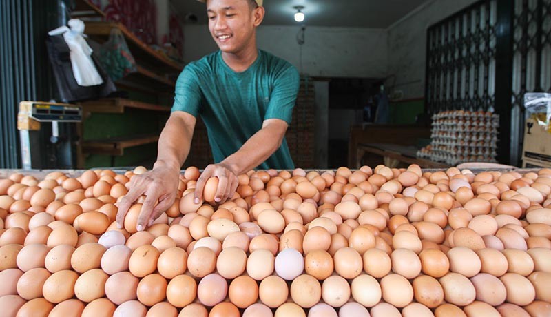 Harga Telur Ayam Rp32.000, Tertinggi Sejak Republik Indonesia Berdiri - Bagian 2