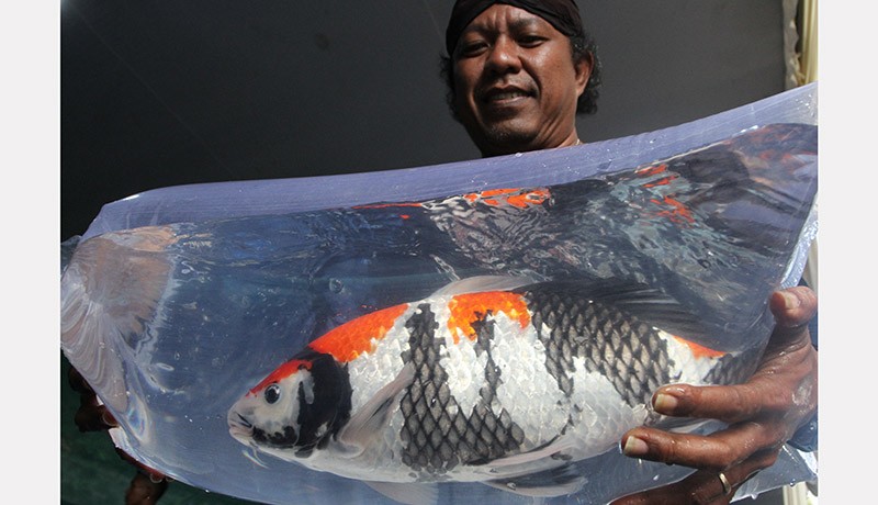 Kontes Ikan Koi Nasional Perebutkan Piala Menko PMK - Bagian 1