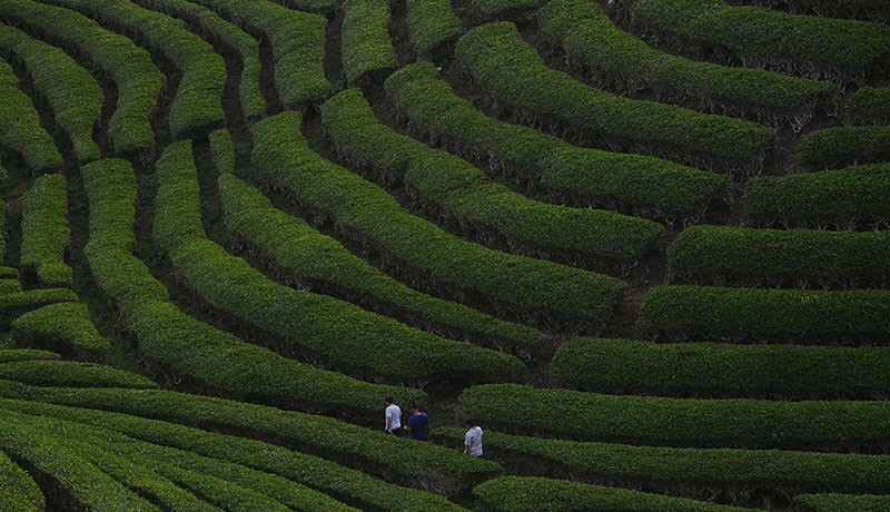 Bak Permadani, Pesona Kebun Teh Solok Menjadi Destinasi Wisata Favorit - Bagian 1