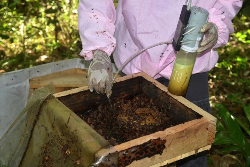  Permintaan Madu Kelulut di Aceh Terus Meningkat - Bagian 3