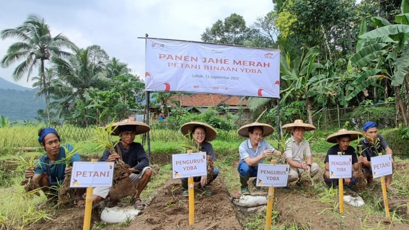 Petani Jahe Merah Lebak Banten Binaan YDBA Hasilkan Panen 32,5 Ton    - Bagian 1