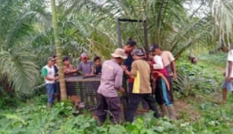 Harimau Serang Ternak Warga Mukomuko, BKSDA Pasang Perangkap 